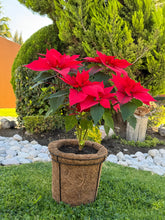 Cargar imagen en el visor de la galería, Noche buenas