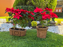 Cargar imagen en el visor de la galería, Noche buenas