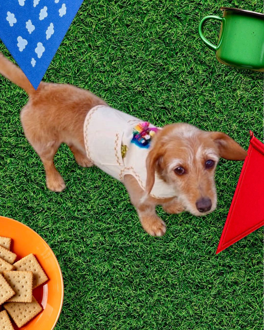 Ropita para perro